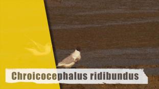 Chroicocephalus ridibundus