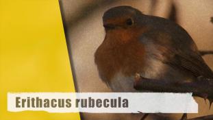 Erithacus rubecula