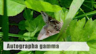 Autographa gamma