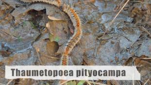 Thaumetopoea pityocampa