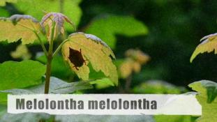 Melolontha melolontha