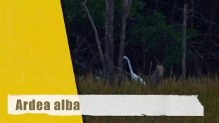 Ardea alba