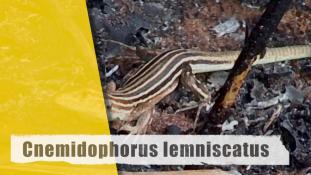 ND-Cnemidophorus lemniscatus
