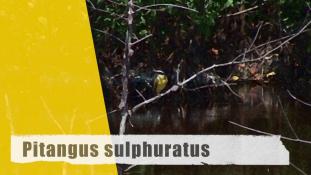 Pitangus sulphuratus