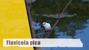 Fluvicola pica