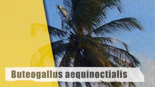 Buteogallus aequinoctialis