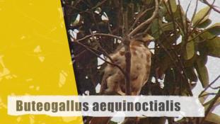 Buteogallus aequinoctialis