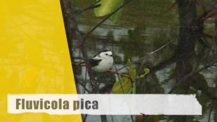 Fluvicola pica