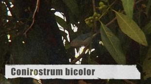 Conirostrum bicolor