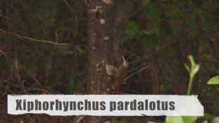 ND-Xiphorhynchus pardalotus