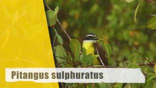 Pitangus sulphuratus