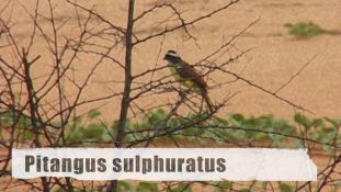 Pitangus sulphuratus