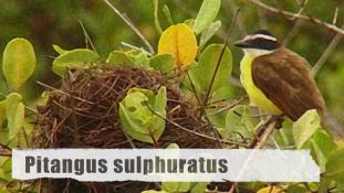 Pitangus sulphuratus