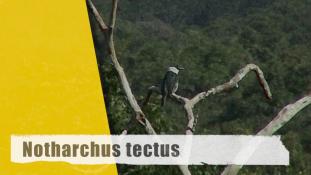 Notharchus tectus