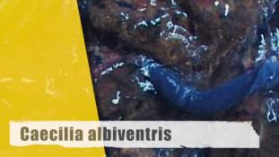 Caecilia albiventris