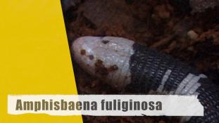 Amphisbaena fuliginosa