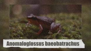 Anomaloglossus baeobatrachus