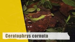 Ceratophrys cornuta