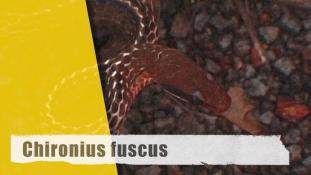 Chironius fuscus