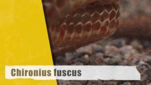 Chironius fuscus