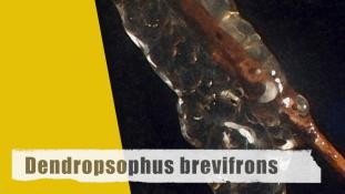 Dendropsophus counani