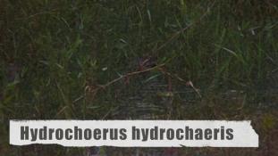 Hydrochoerus hydrochaeris