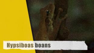 Boana (Hypsiboas) boans