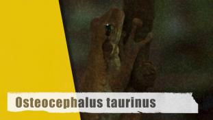 Osteocephalus taurinus