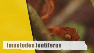 Imantodes lentiferus