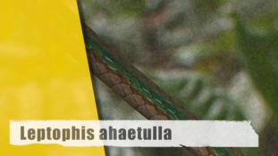 Leptophis ahaetulla