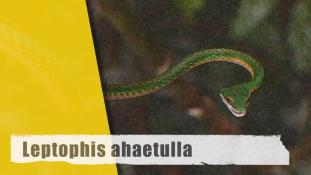 Leptophis ahaetulla