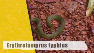 Erythrolamprus typhlus