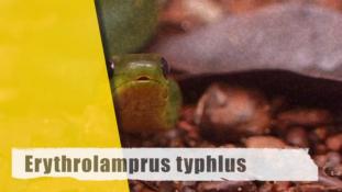 Erythrolamprus typhlus