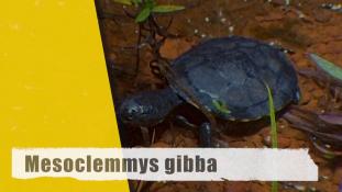 Mesoclemmys gibba