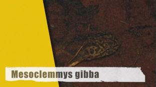 Mesoclemmys gibba