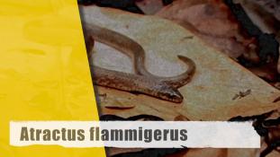 Atractus flammigerus