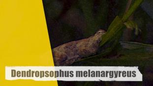 Dendropsophus melanargyreus