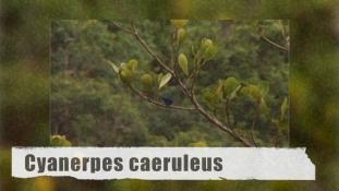 Cyanerpes caeruleus