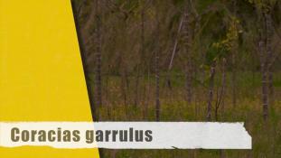 Coracias garrulus