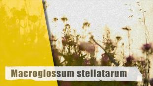 Macroglossum stellatarum