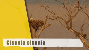 Ciconia ciconia
