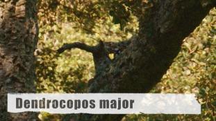 Dendrocopos major