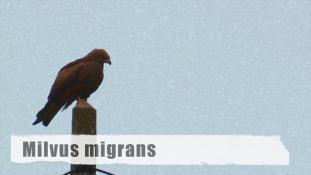 Milvus migrans