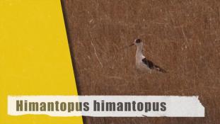 Himantopus himantopus