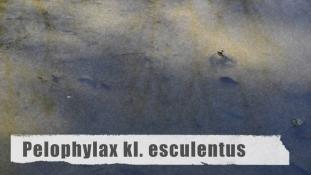 Pelophylax kl. esculentus