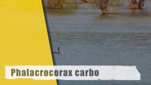 Phalacrocorax carbo