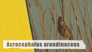 Acrocephalus arundinaceus