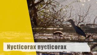 Nycticorax nycticorax