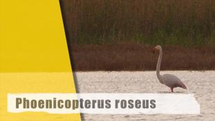Phoenicopterus roseus