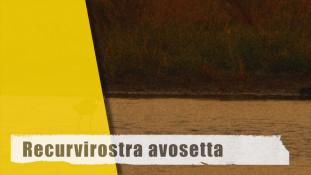 Recurvirostra avosetta